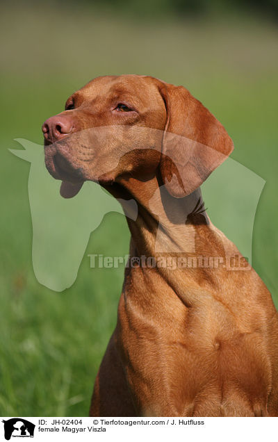 female Magyar Viszla / JH-02404