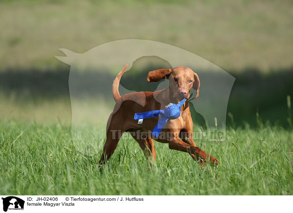 female Magyar Viszla / JH-02406