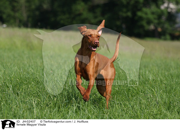 female Magyar Viszla / JH-02407