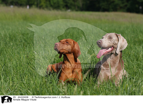 female Magyar Viszla / JH-02408