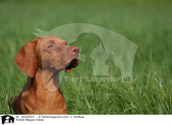 female Magyar Viszla / JH-02424