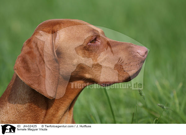 female Magyar Viszla / JH-02425