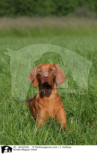 female Magyar Viszla / JH-02426