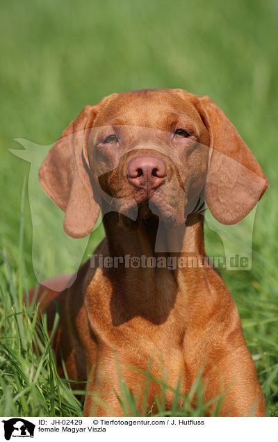female Magyar Viszla / JH-02429