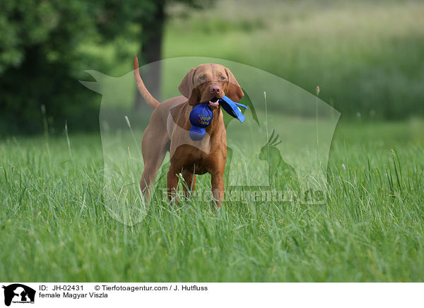Magyar Viszla Hndin / female Magyar Viszla / JH-02431