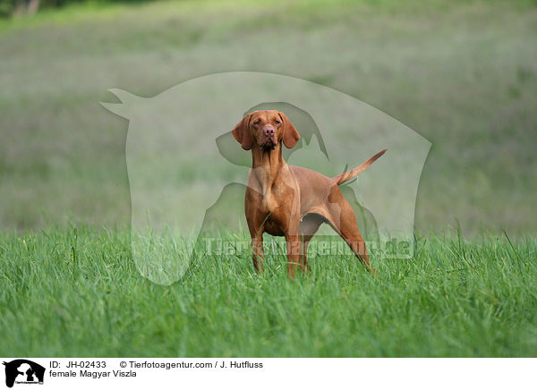 female Magyar Viszla / JH-02433