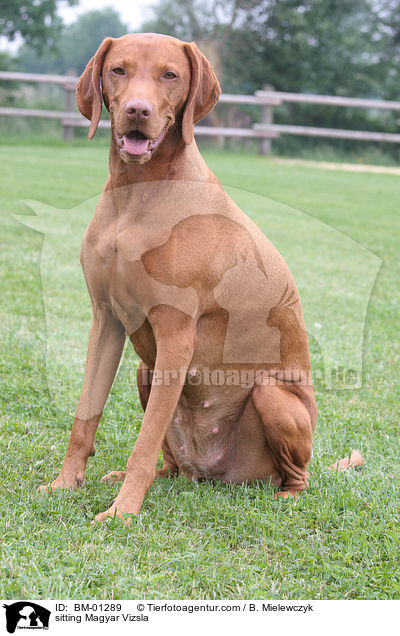 sitting Magyar Vizsla / BM-01289