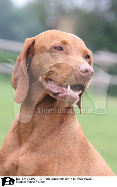 Magyar Vizsla Portrait / BM-01290