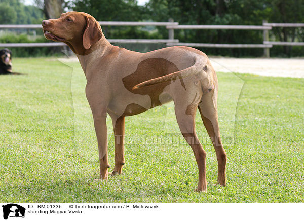 standing Magyar Vizsla / BM-01336
