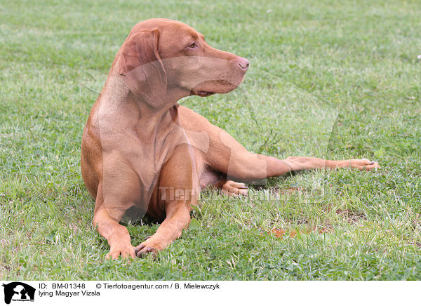 lying Magyar Vizsla / BM-01348