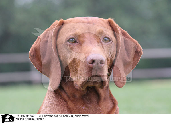 Magyar Vizsla Portrait / BM-01353