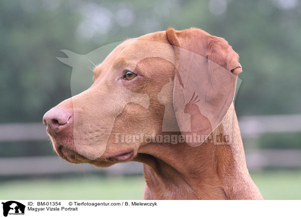Magyar Vizsla Portrait / BM-01354
