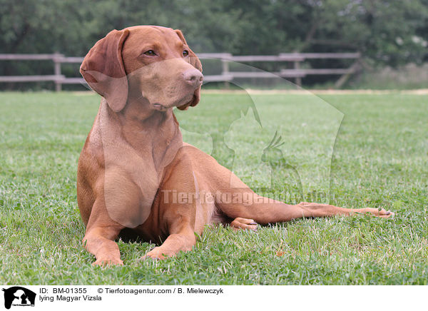 lying Magyar Vizsla / BM-01355