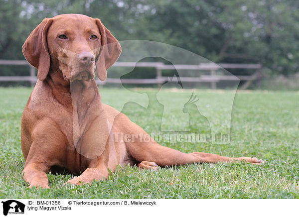 lying Magyar Vizsla / BM-01356