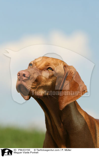 Magyar Vizsla Portrait / PM-03150