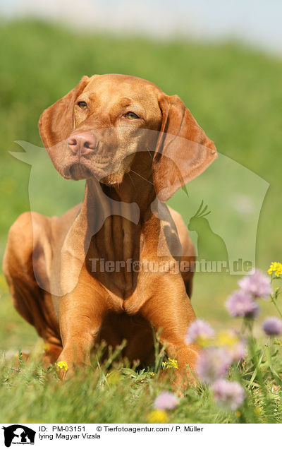 lying Magyar Vizsla / PM-03151