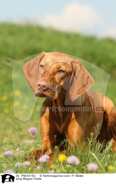 lying Magyar Vizsla / PM-03152