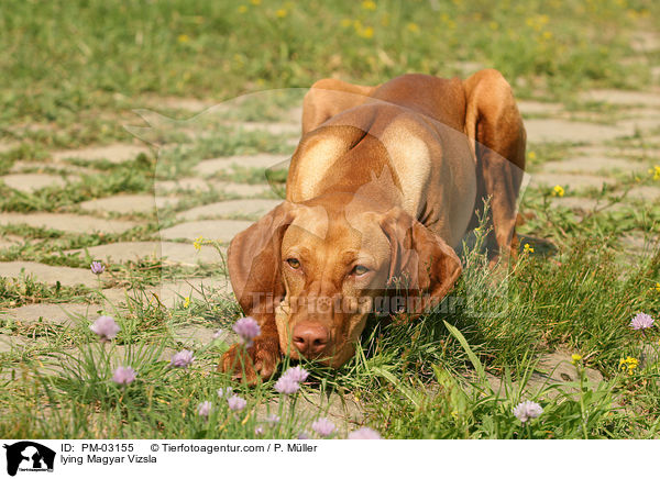 lying Magyar Vizsla / PM-03155