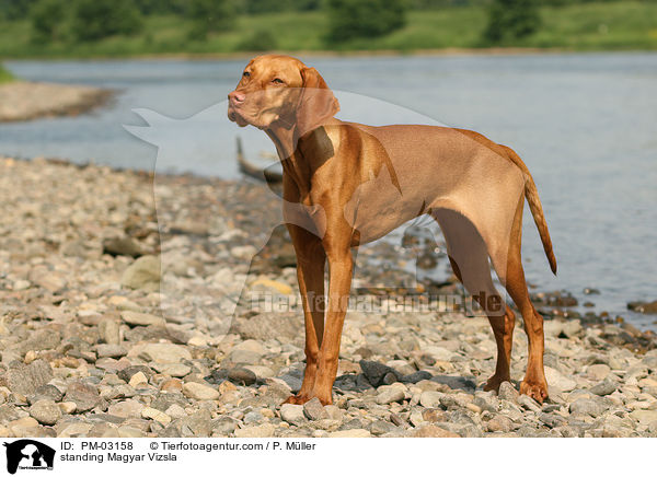 standing Magyar Vizsla / PM-03158