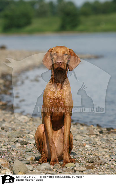 sitting Magyar Vizsla / PM-03170