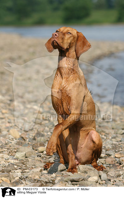 sitting Magyar Vizsla / PM-03173