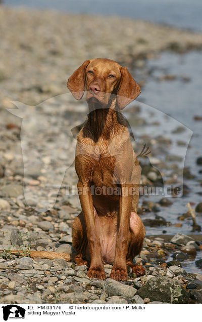 sitting Magyar Vizsla / PM-03176