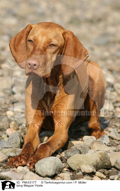 lying Magyar Vizsla / PM-03177