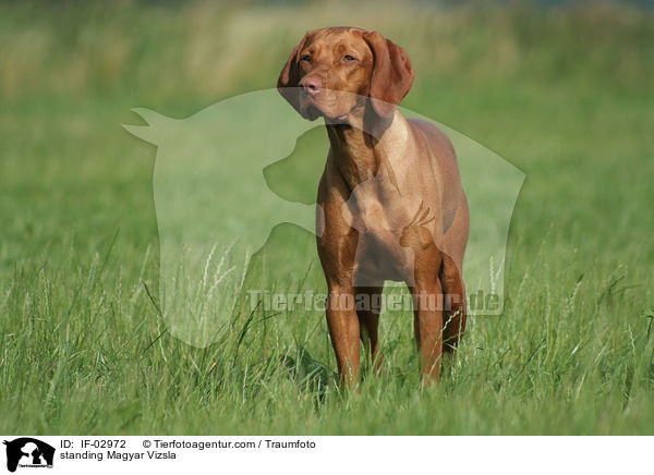standing Magyar Vizsla / IF-02972