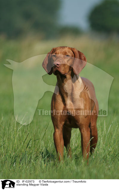 standing Magyar Vizsla / IF-02973