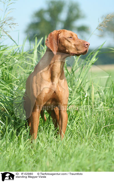 standing Magyar Vizsla / IF-02980