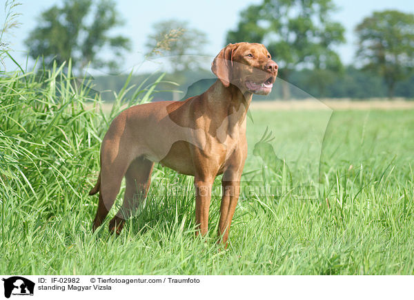 standing Magyar Vizsla / IF-02982