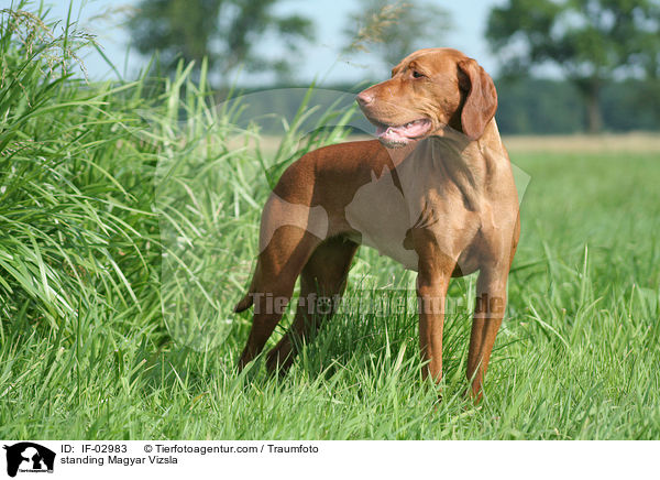 standing Magyar Vizsla / IF-02983