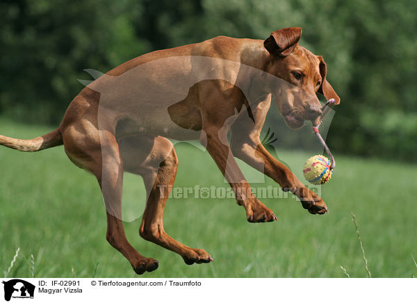 Magyar Vizsla / Magyar Vizsla / IF-02991