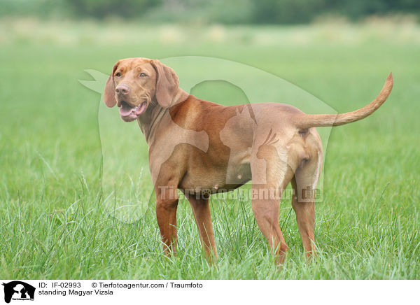 standing Magyar Vizsla / IF-02993