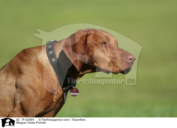 Magyar Vizsla Portrait / IF-02994