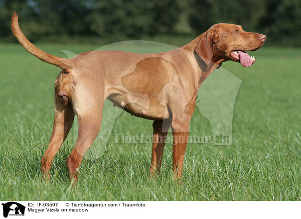 Magyar Vizsla on meadow / IF-03597