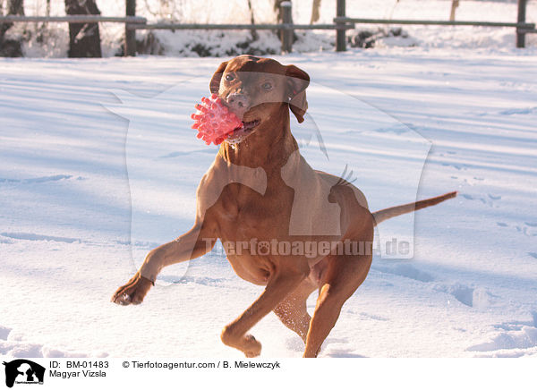 Magyar Vizsla / BM-01483