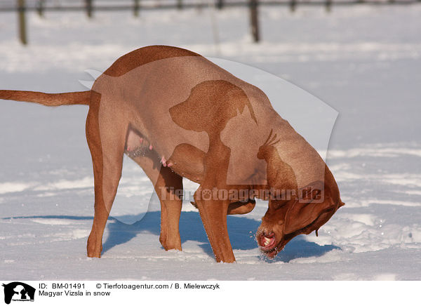 Magyar Vizsla in snow / BM-01491