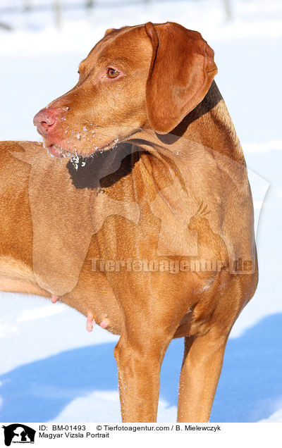 Magyar Vizsla Portrait / BM-01493