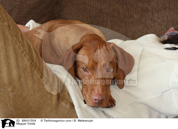 Magyar Vizsla / Magyar Vizsla / BM-01504