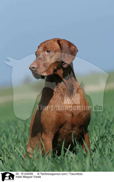 male Magyar Vizsla / IF-04056