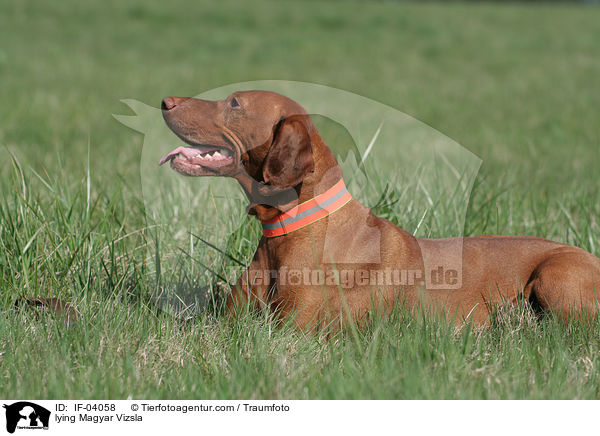 lying Magyar Vizsla / IF-04058