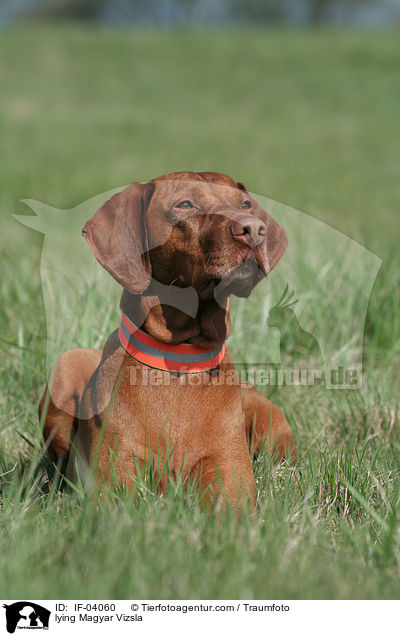 liegender Magyar Vizsla / lying Magyar Vizsla / IF-04060