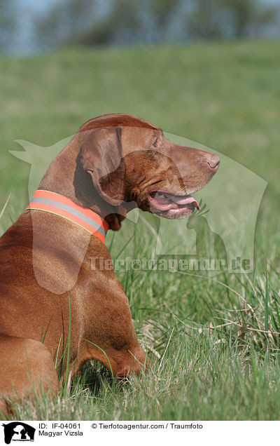 Magyar Vizsla Rde / Magyar Vizsla / IF-04061