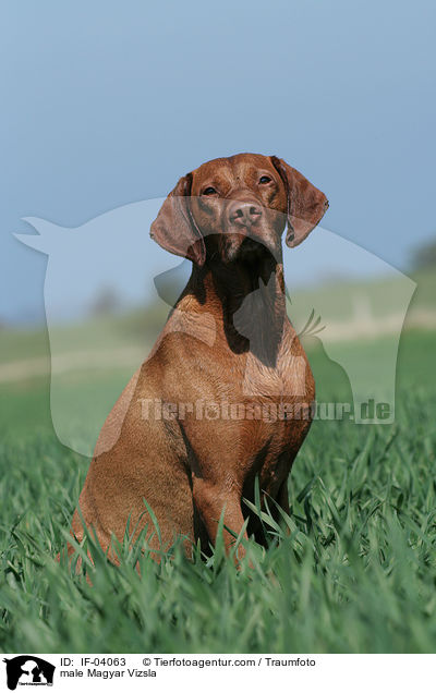male Magyar Vizsla / IF-04063