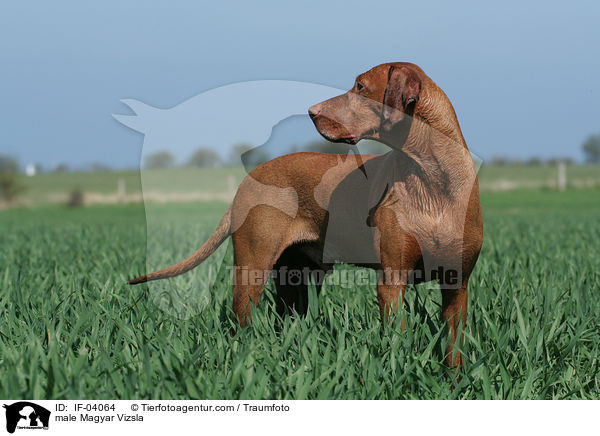 male Magyar Vizsla / IF-04064