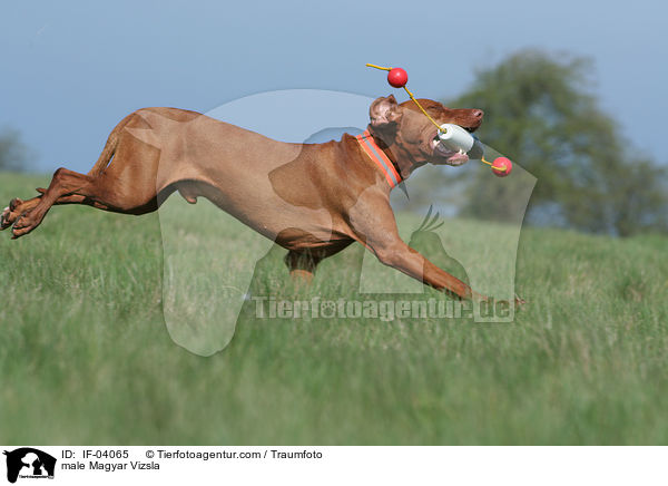 male Magyar Vizsla / IF-04065