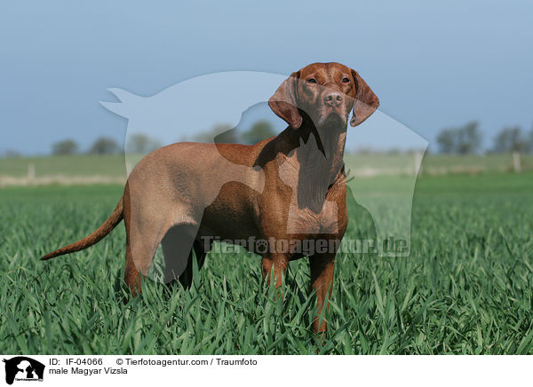 male Magyar Vizsla / IF-04066