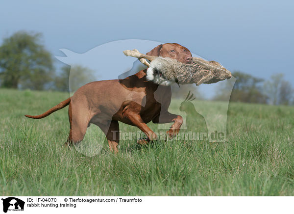 rabbit hunting training / IF-04070