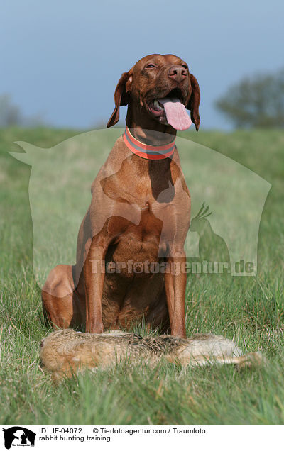 rabbit hunting training / IF-04072